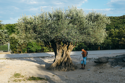 languedoc, Languedoc, Pont du Gard, Roman, olive tree